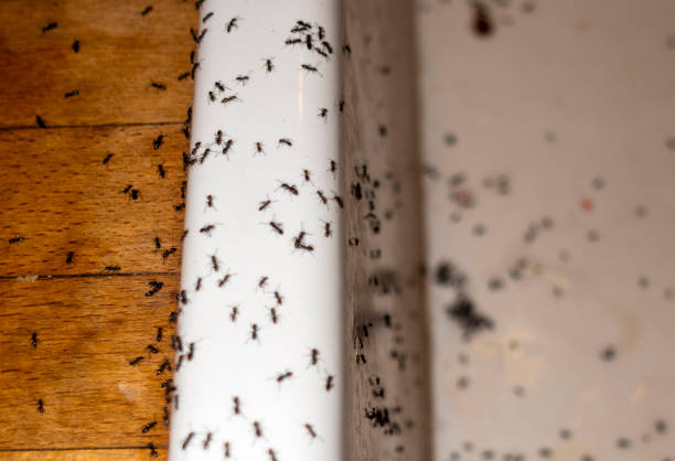 Best Residential Pest Control  in Sullivans Island, SC
